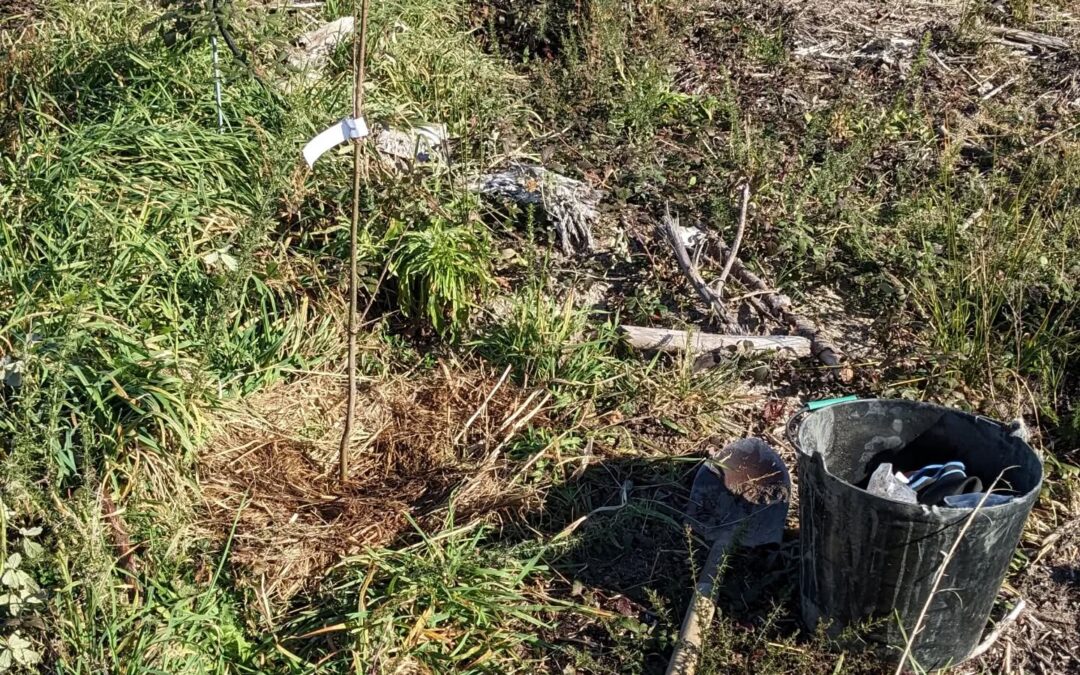 Planted two oaks whose roots were inoculated with Boletus Edulis mycorrhizal fungi.