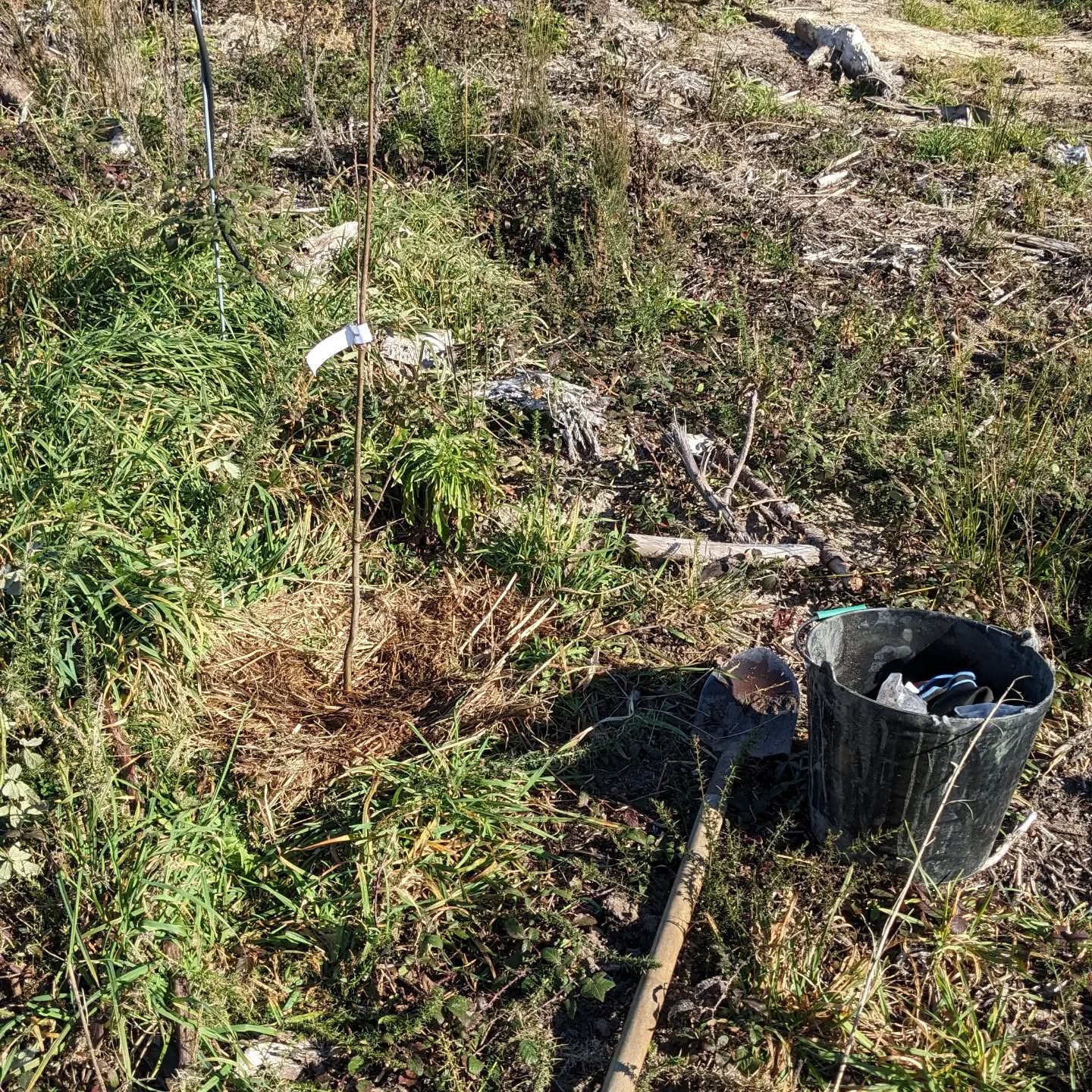 Planted two oaks whose roots were inoculated with Boletus Edulis mycorrhizal fungi.