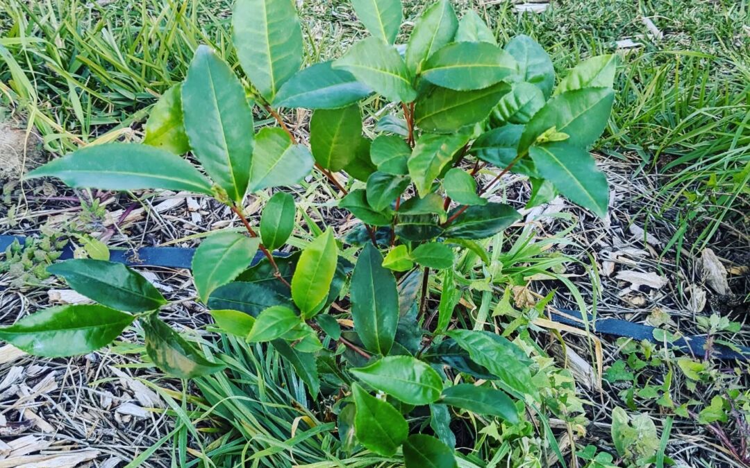 Didn’t resist planting yet another tea plant to see if we can grow our own tea leaves.