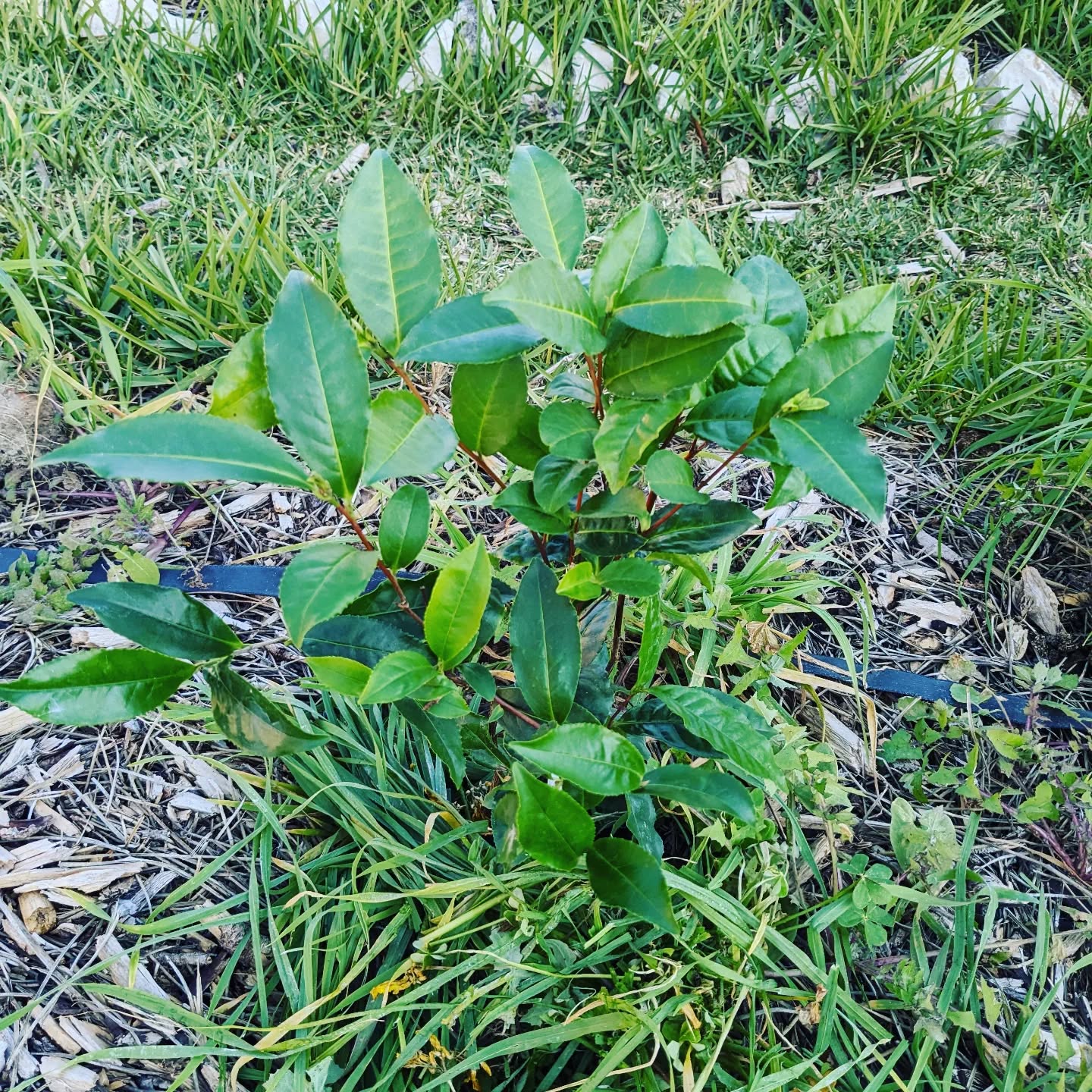 Didn’t resist planting yet another tea plant to see if we can grow our own tea leaves.