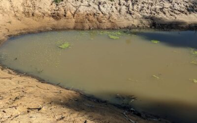 We introduced #duckweed to our temporary pond, hoping it will multiply and provide a healthy snack for our ducks.