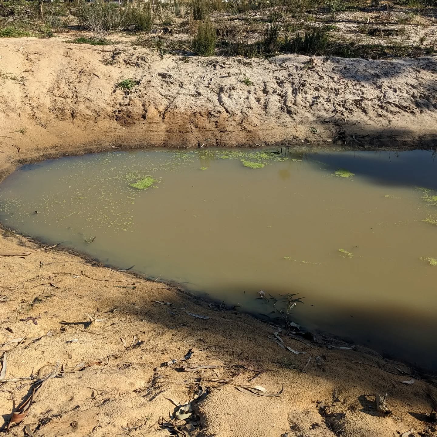 We introduced #duckweed to our temporary pond, hoping it will multiply and provide a healthy snack for our ducks.