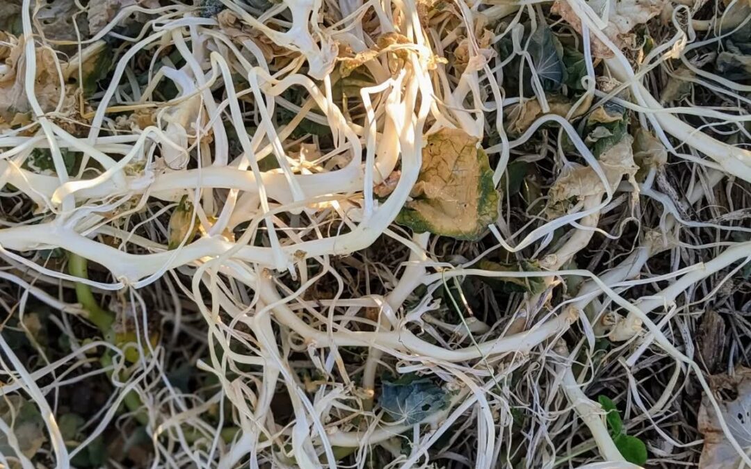 To say the #nasturiums didn’t like the frost would be an understatement.