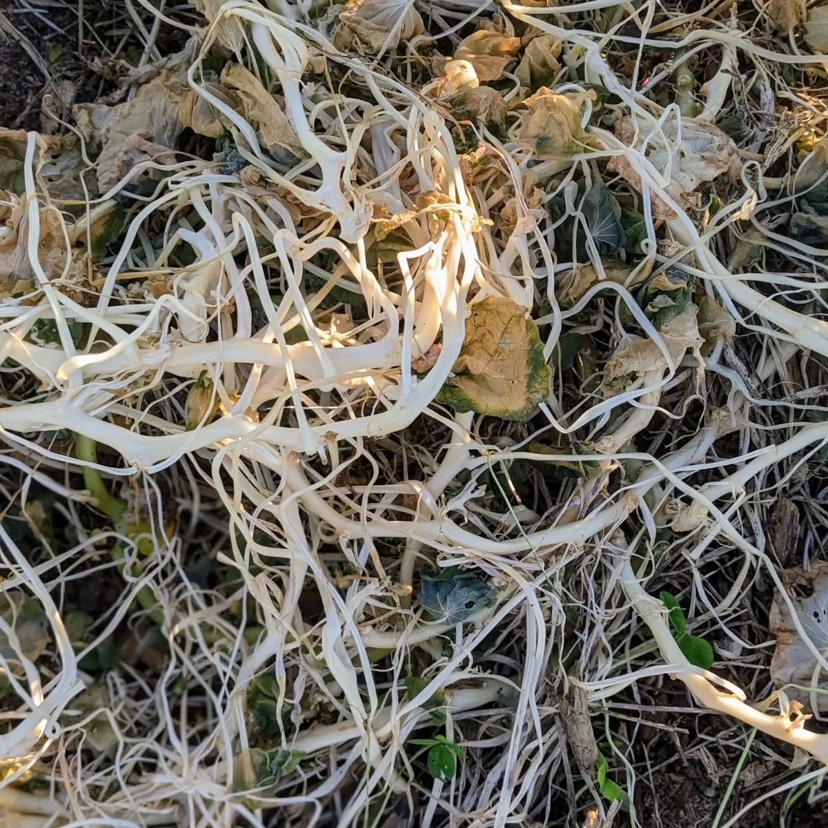 To say the #nasturiums didn’t like the frost would be an understatement.