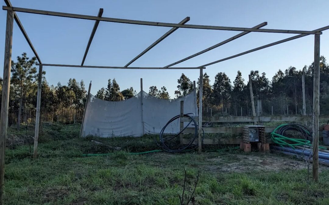 Built a wooden frame to support climbing bean trellises.