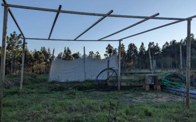 Built a wooden frame to support climbing bean trellises.