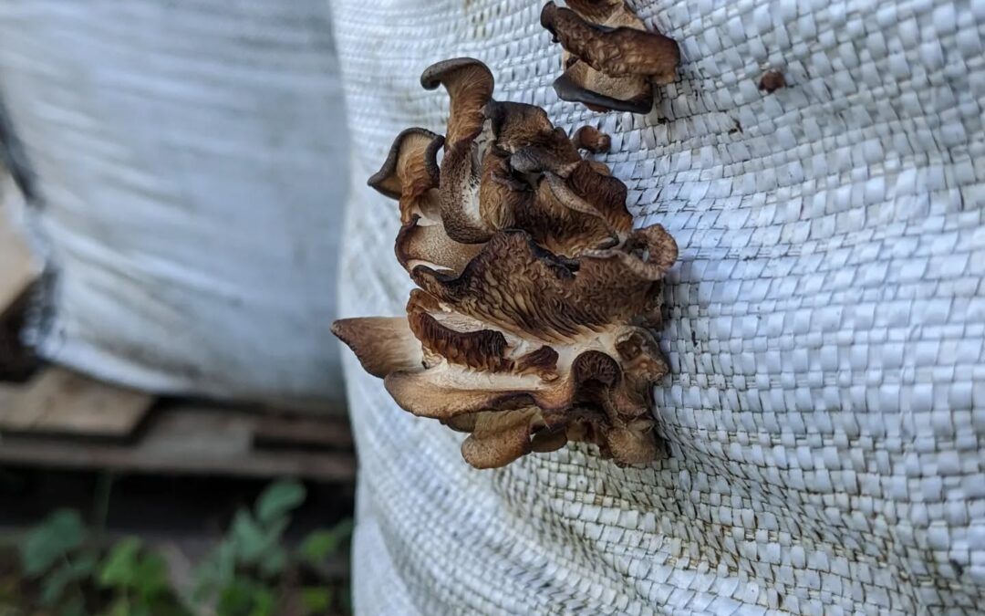 These bags of composted manure have been sitting outside for a couple months, waiting to be spread around. They are fruiting mushrooms now 😄