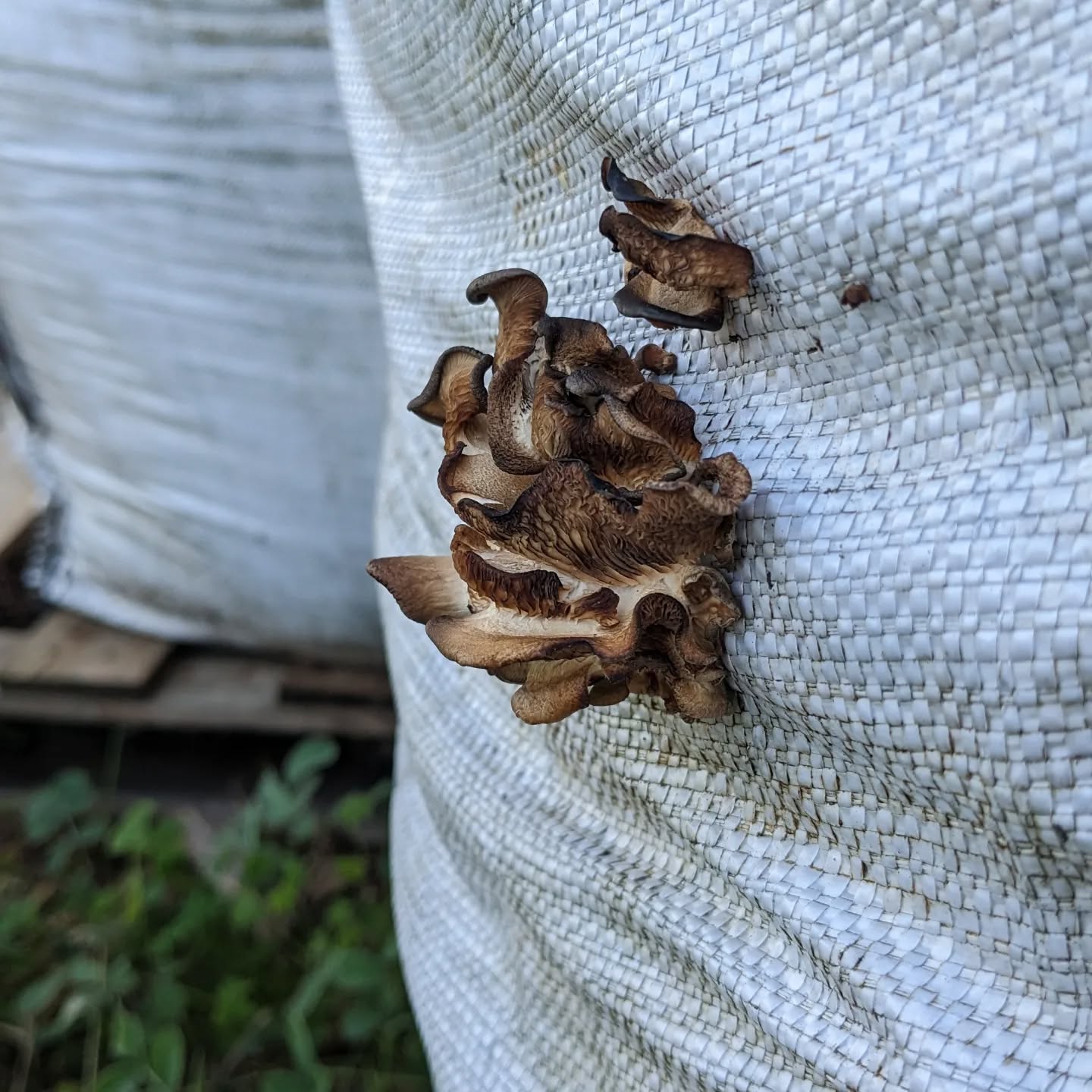 These bags of composted manure have been sitting outside for a couple months, waiting to be spread around. They are fruiting mushrooms now 😄
