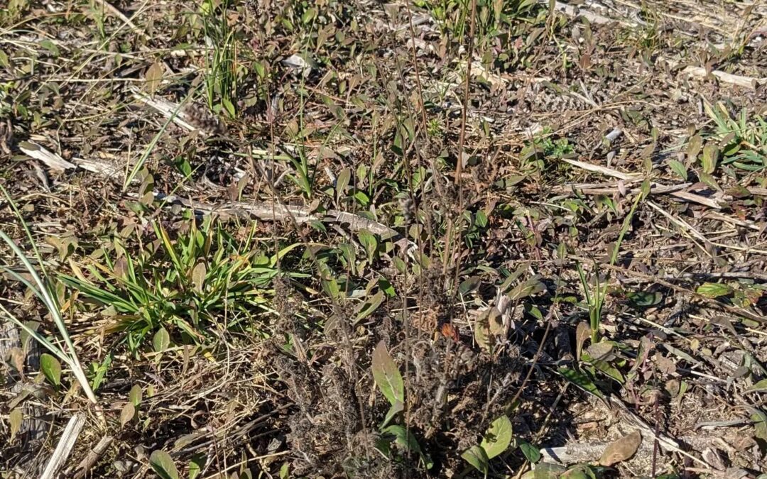 All the Fern leaf lavenders are completely brown.