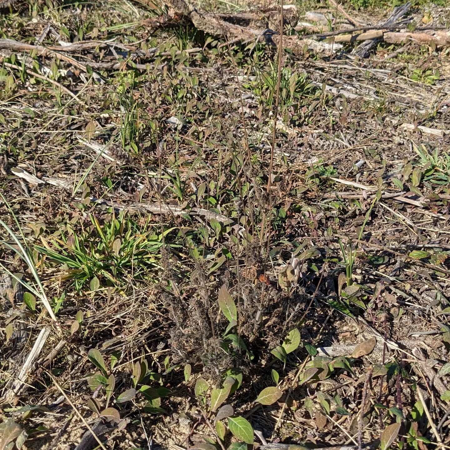 All the Fern leaf lavenders are completely brown.