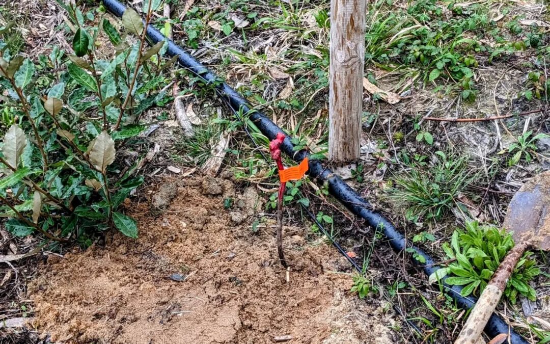 Planted more grapevines along the south fence.