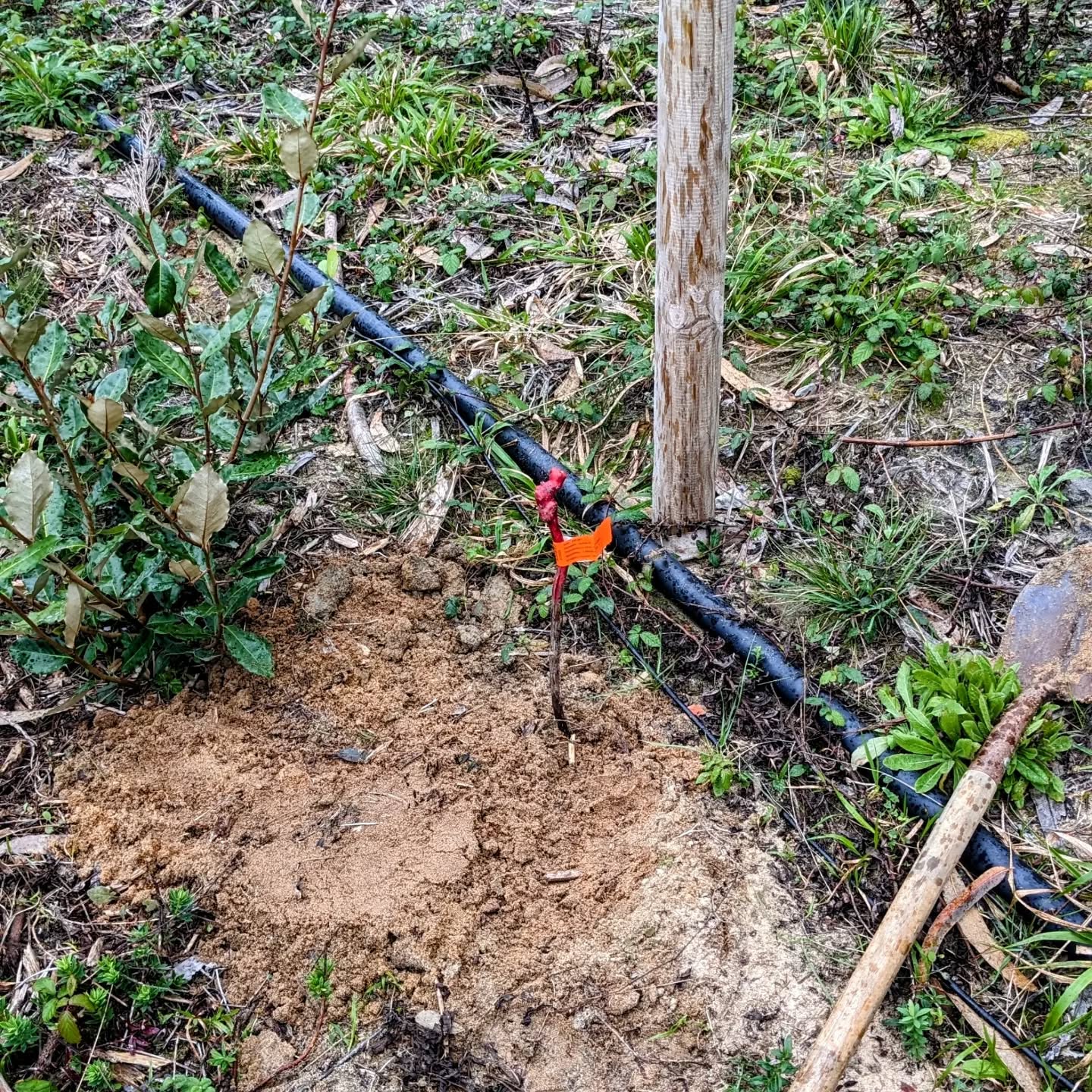 Planted more grapevines along the south fence.