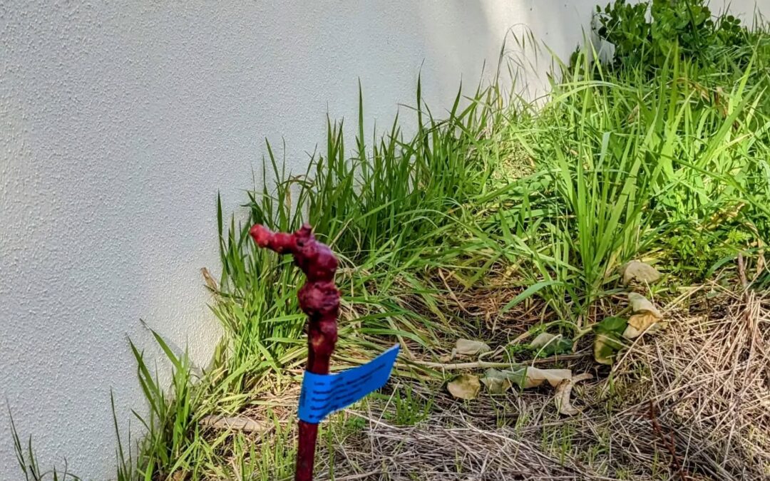 Planted a grapevine in the northwestern corner.