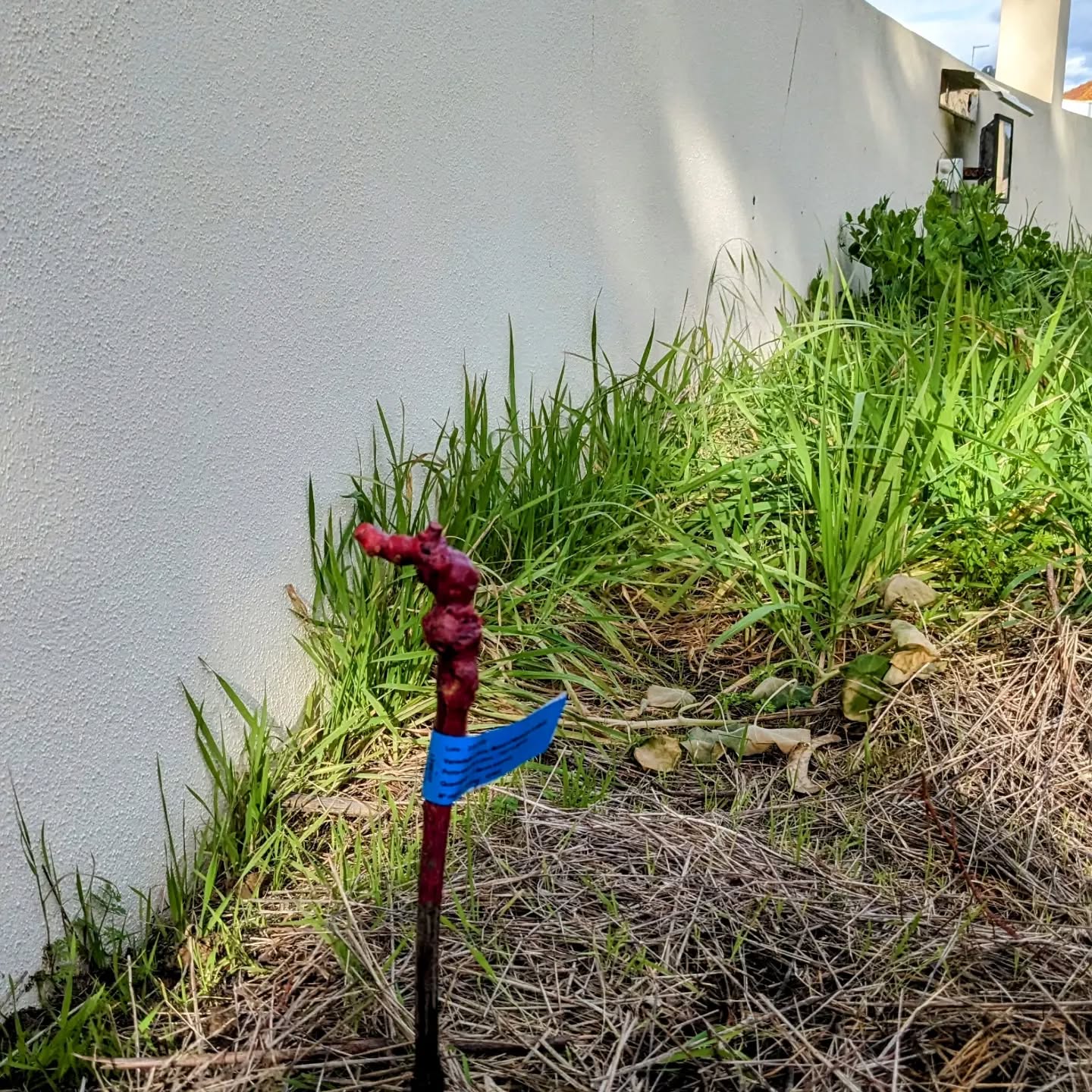 Planted a grapevine in the northwestern corner.