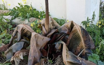 The banana tree did not like the frost.