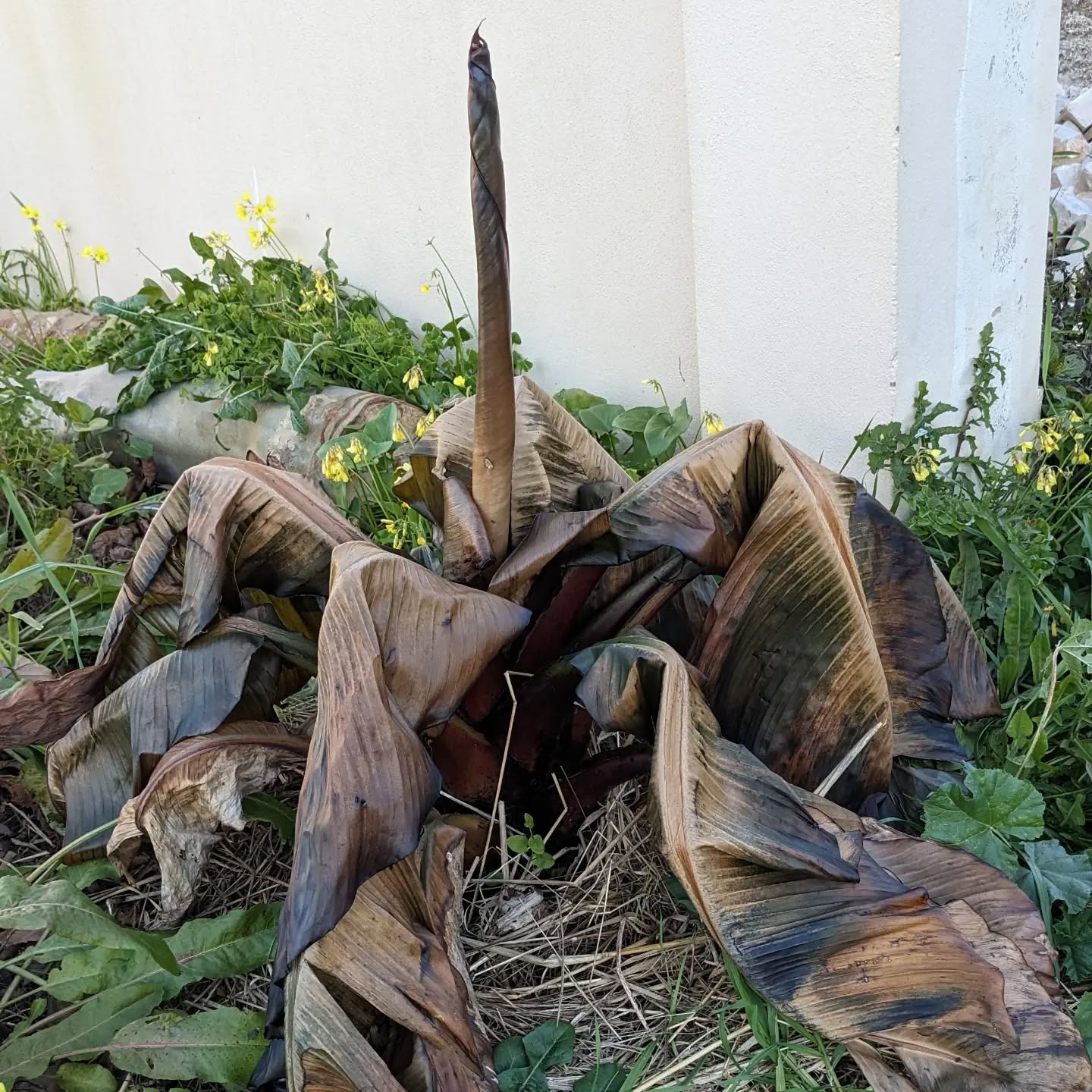 The banana tree did not like the frost.
