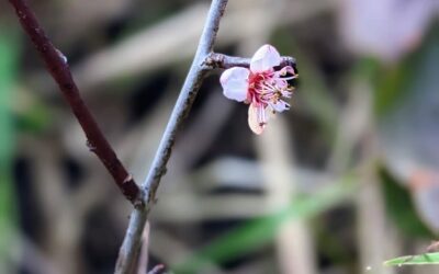 Flowering cherry plum (cerejeira brava / prunus cerasifera).