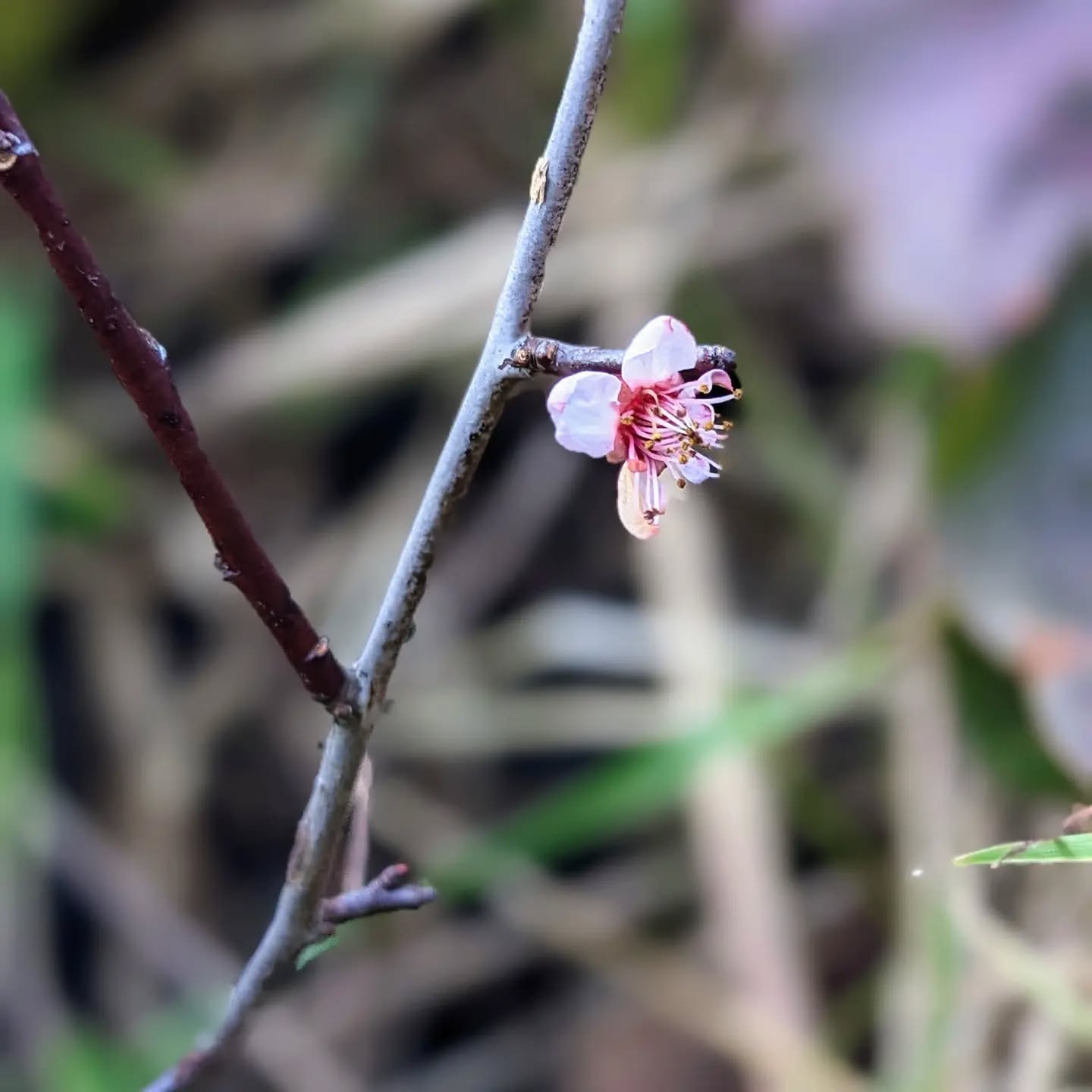 Flowering cherry plum (cerejeira brava / prunus cerasifera).