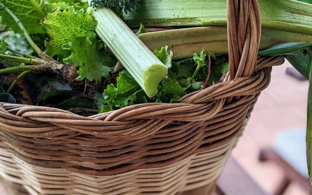 The harvest of the day. Rhubarb, cabbage, carrots, lettuce, onion, radishes, broccoli and cauliflower.
