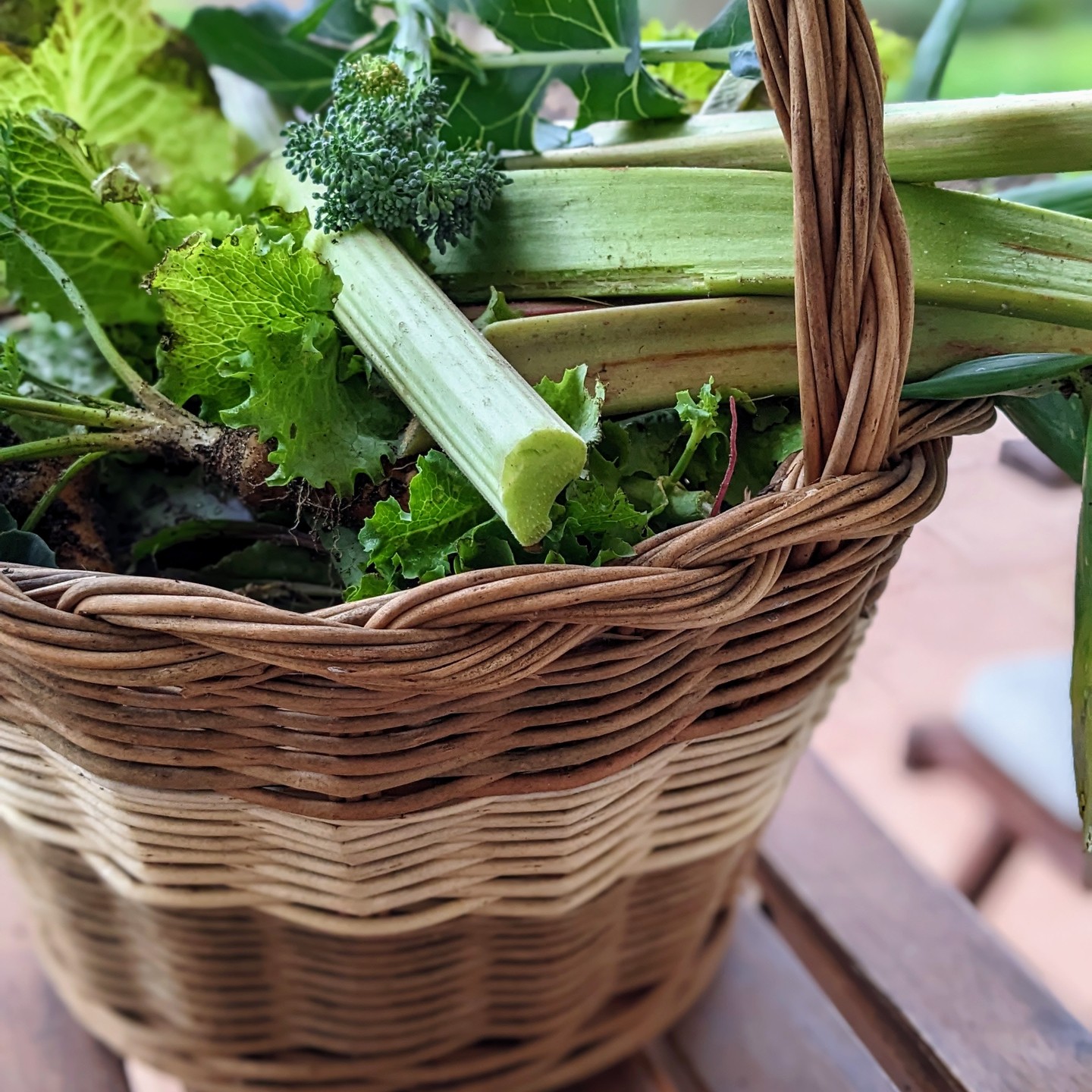 The harvest of the day. Rhubarb, cabbage, carrots, lettuce, onion, radishes, broccoli and cauliflower.
