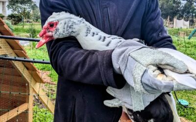 All ducks got their flight feathers clipped on one side today.