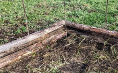 Prototyping a simpler way to use the eucalyptus logs we have to make garden beds.
