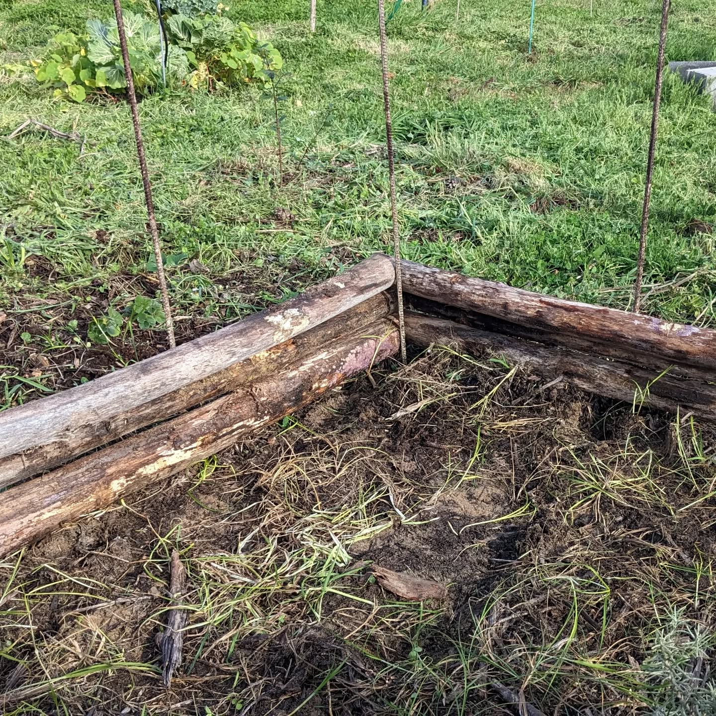 Prototyping a simpler way to use the eucalyptus logs we have to make garden beds.