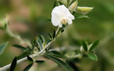 Flowering tagasaste (tree lucerne).