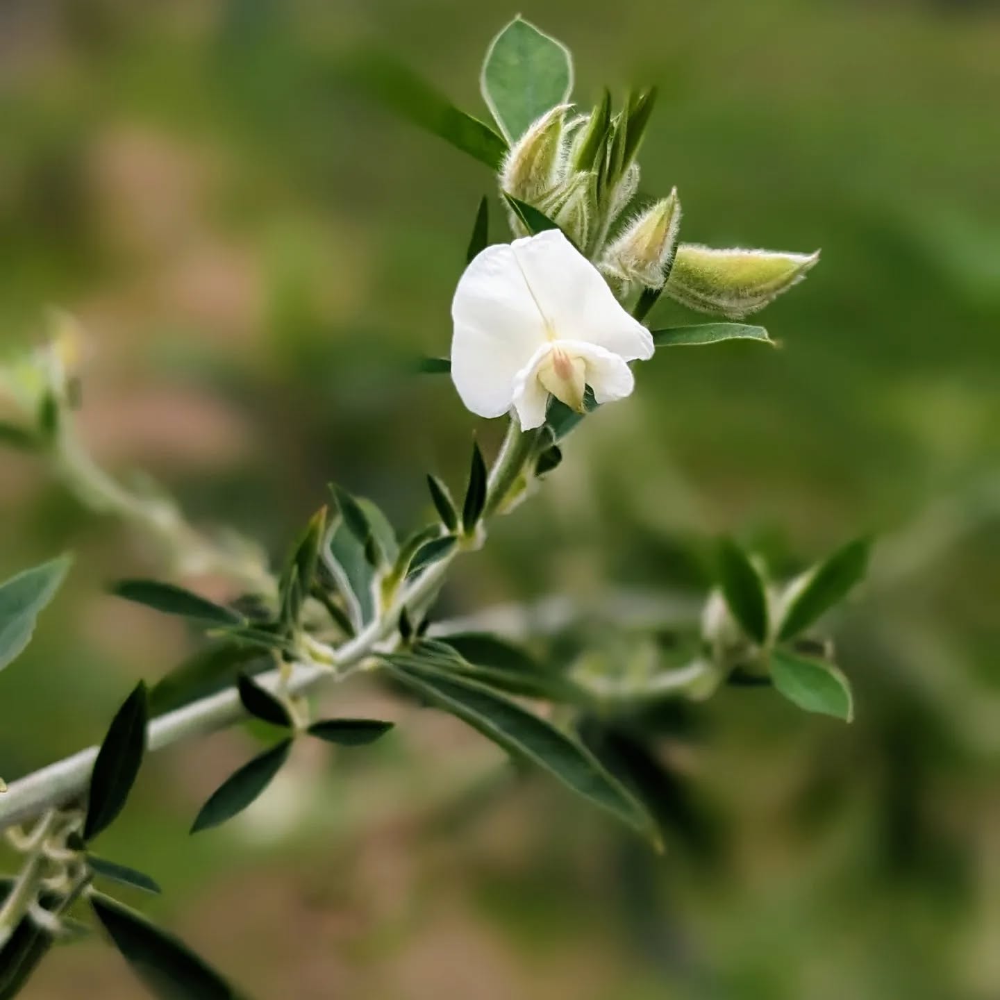 Flowering tagasaste (tree lucerne).
