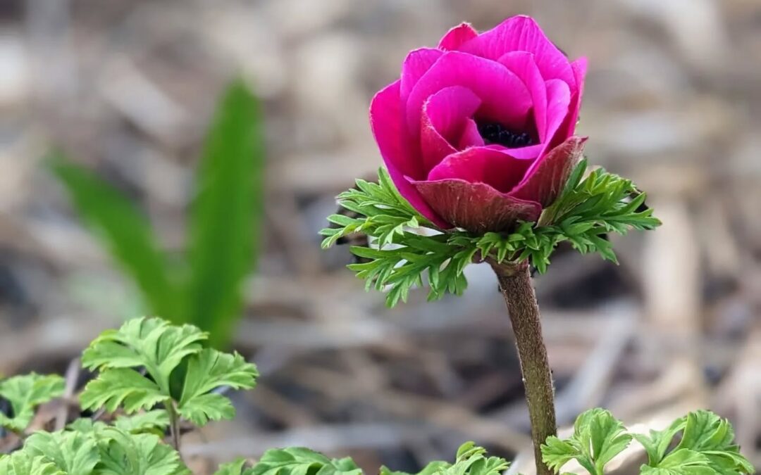 Flowering anemone.