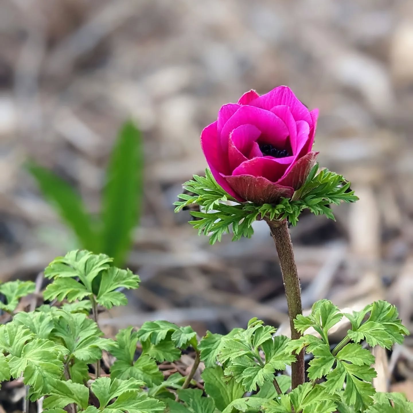 Flowering anemone.