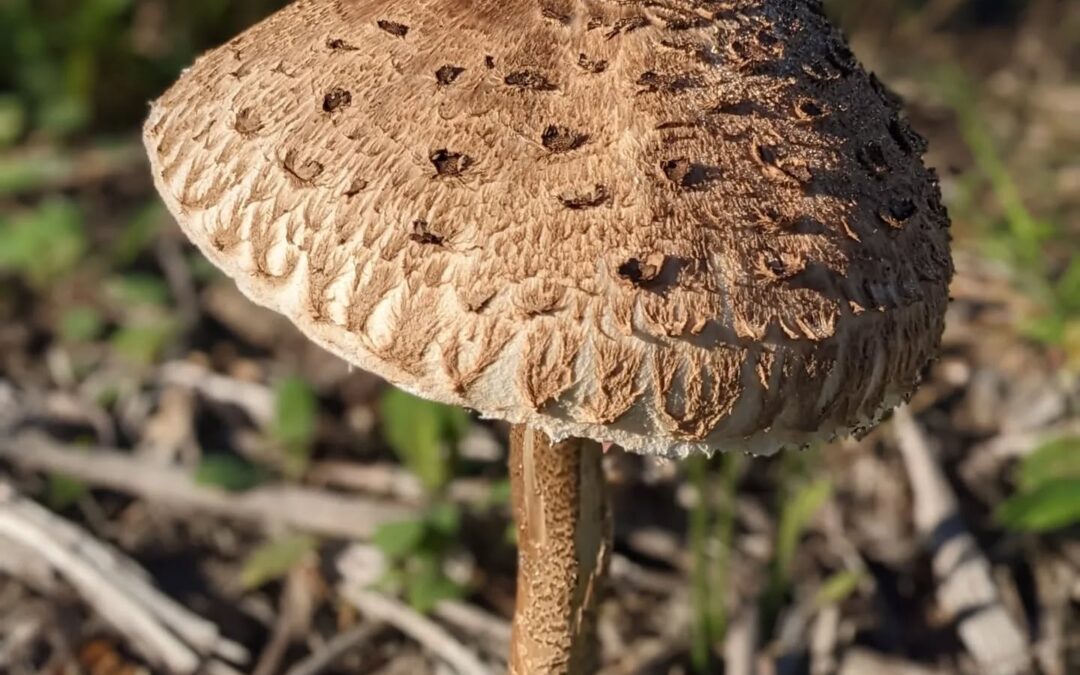 Freshly picked #parasol #mushroom stir fried for lunch with #cabbage and #chard from the garden.