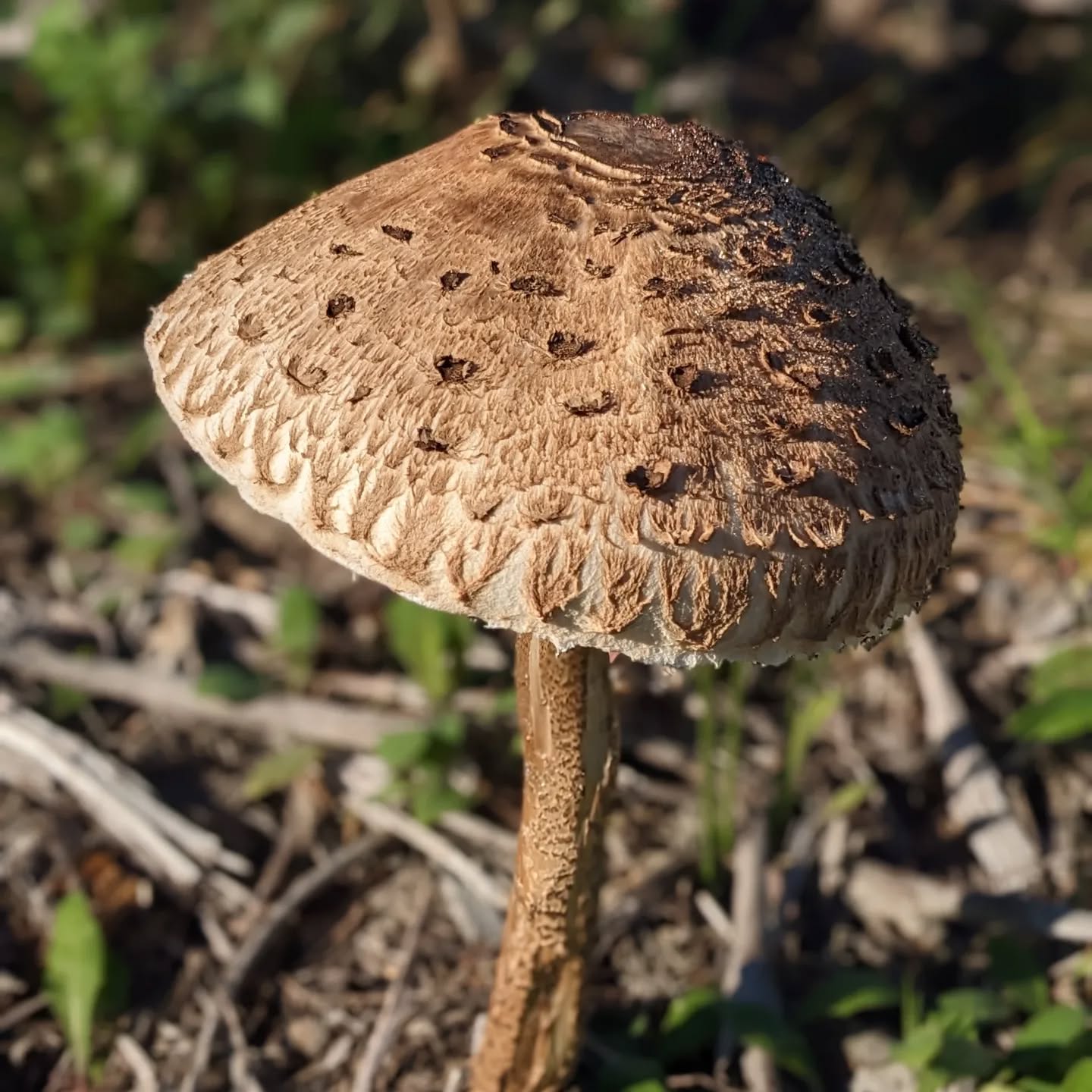 Freshly picked #parasol #mushroom stir fried for lunch with #cabbage and #chard from the garden.