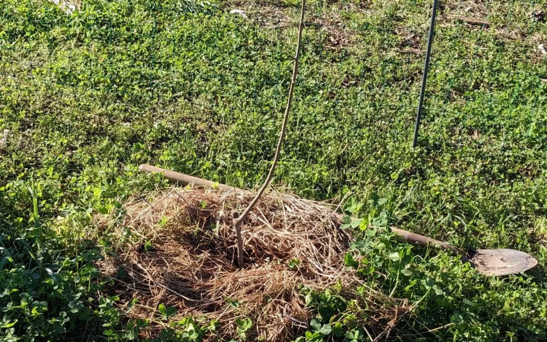 Planted two apple trees and a chestnut to replace others that didn’t make it.