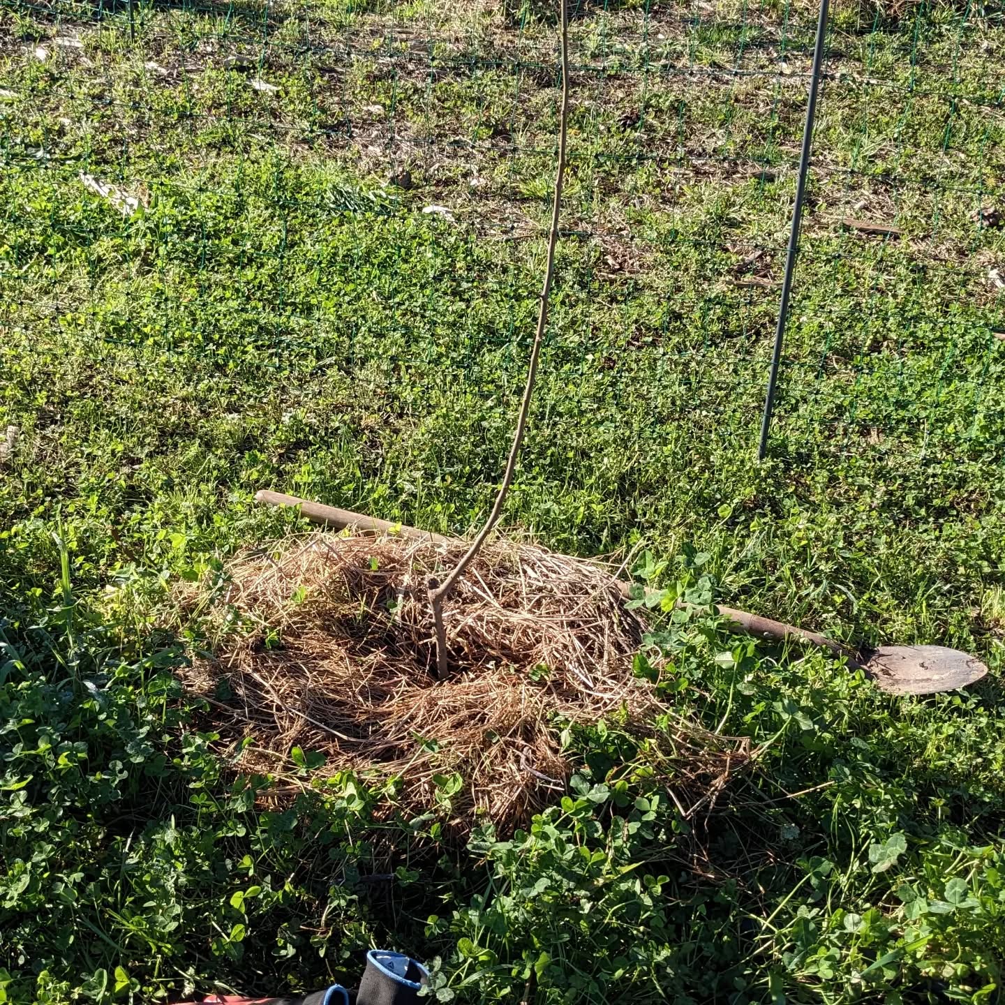 Planted two apple trees and a chestnut to replace others that didn’t make it.