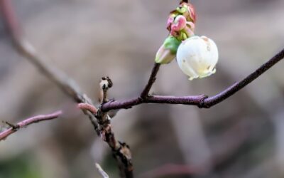 A blueberry flower. The young bushes have recently started blossoming and seem to be loving this weather.