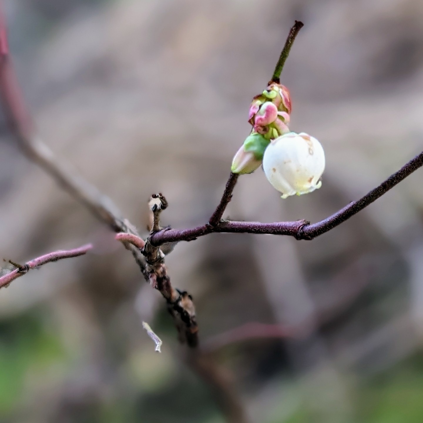 A blueberry flower. The young bushes have recently started blossoming and seem to be loving this weather.