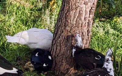 For some reason, the ducks were very interested in the bark of a pine tree today.