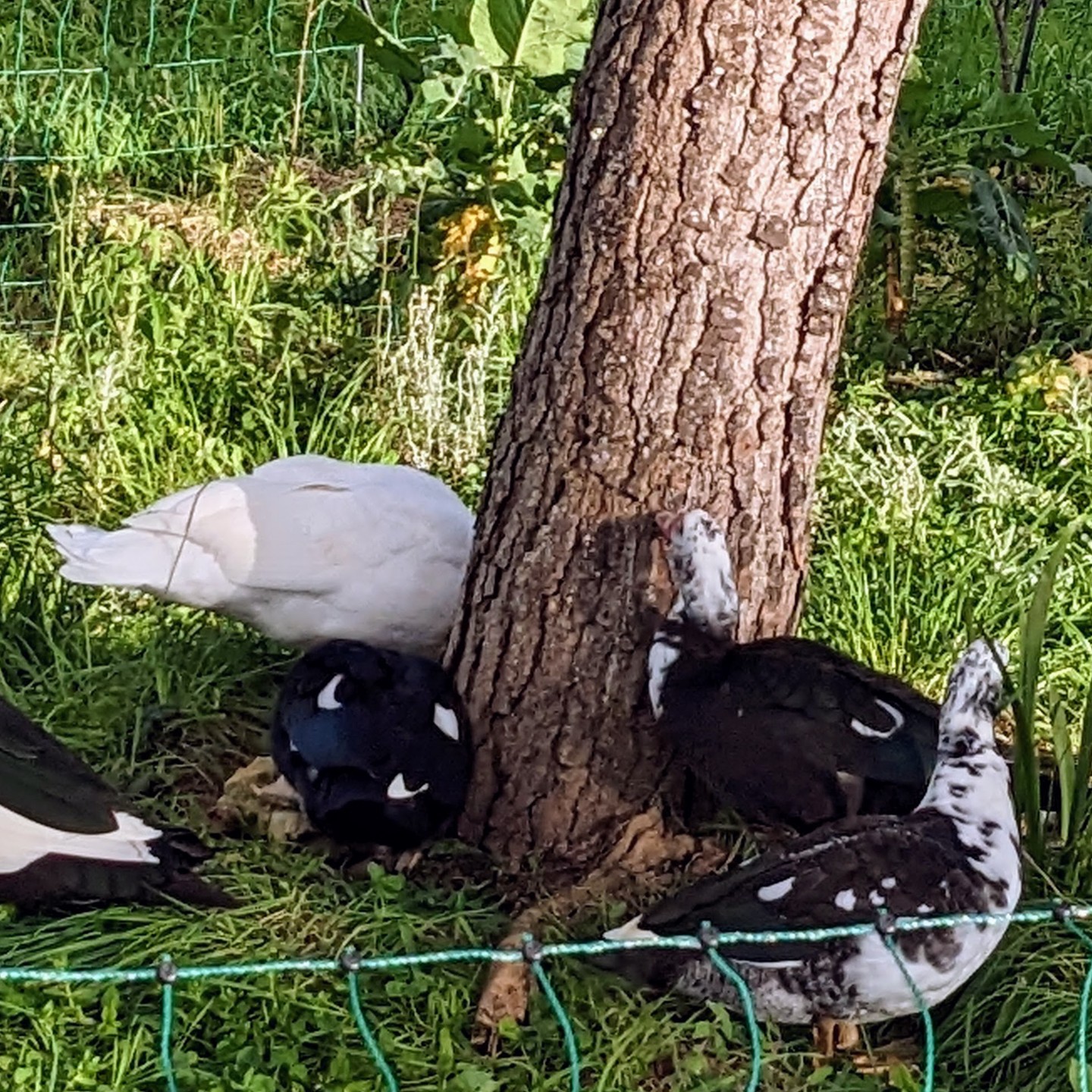 For some reason, the ducks were very interested in the bark of a pine tree today.