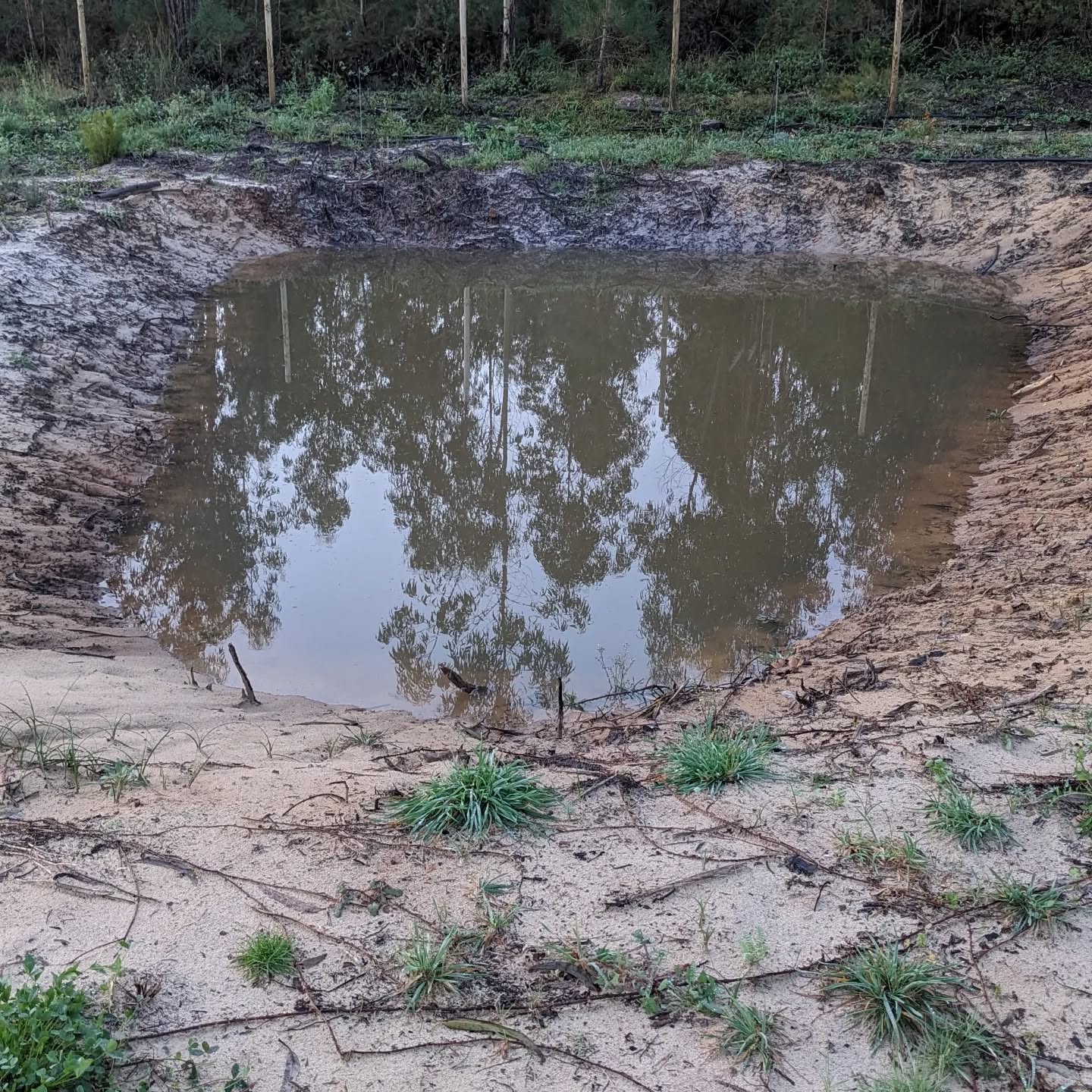 South #pond and east #swale at record high levels after yesterday’s rain.