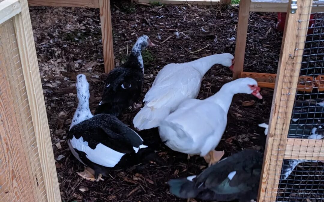 The ducks after entering the new coop by themselves for the first time.