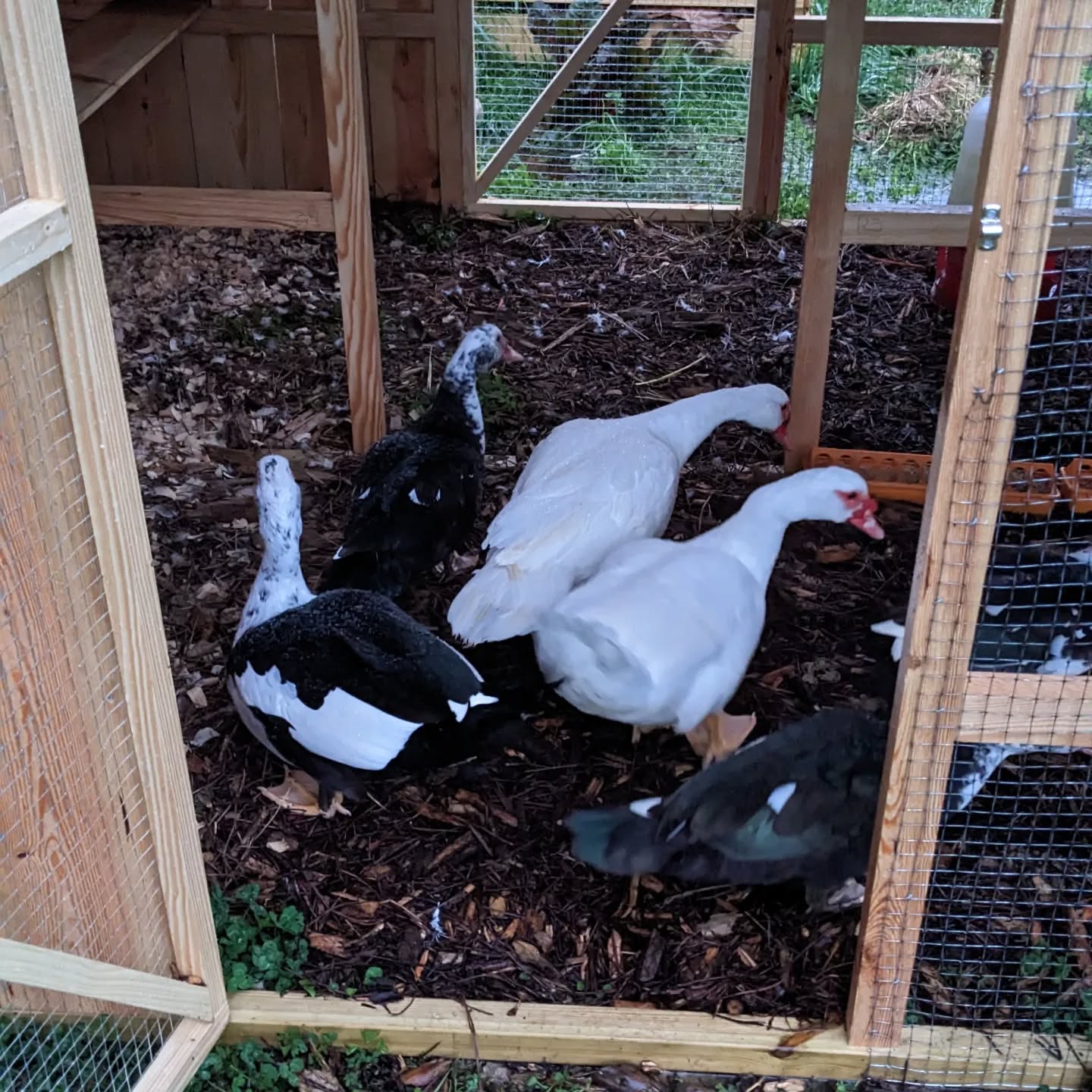 The ducks after entering the new coop by themselves for the first time.