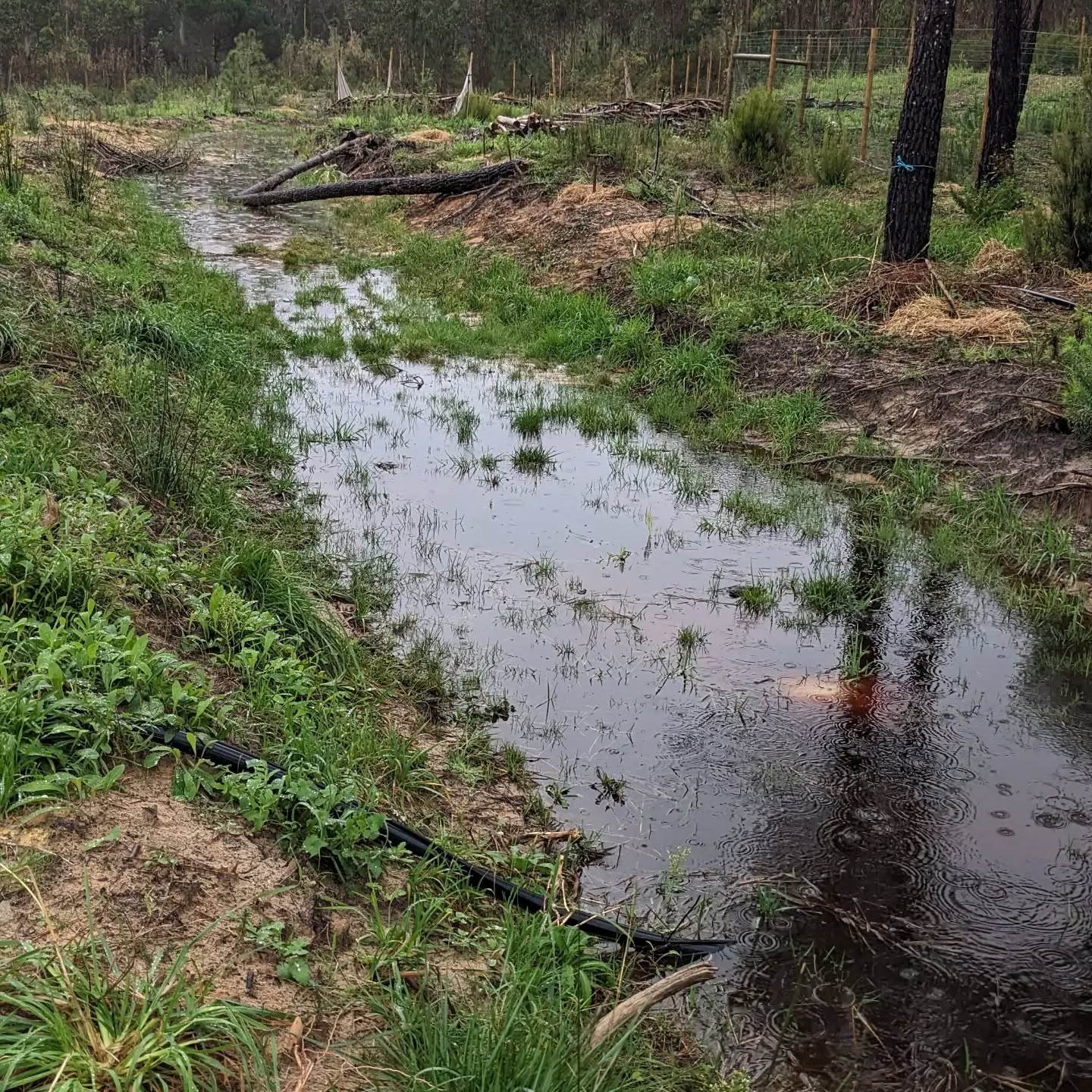 Scenes from the 54mm of rainfall we got today.