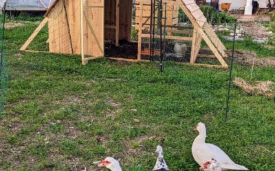 The new duck coop is ready for business.