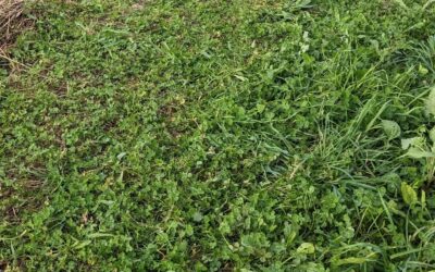 Cleaning along the edges of a #zone2 strip so that the tall vegetation doesn’t short the electric fence to the ground.