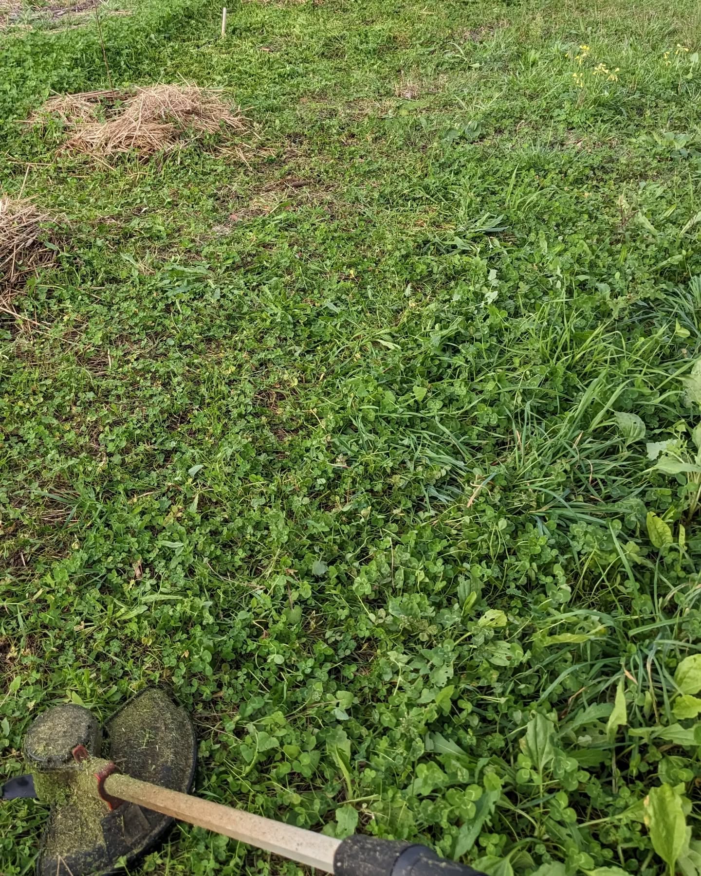 Cleaning along the edges of a #zone2 strip so that the tall vegetation doesn’t short the electric fence to the ground.