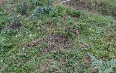 Cleaning an overgrown section of the east swale berm.