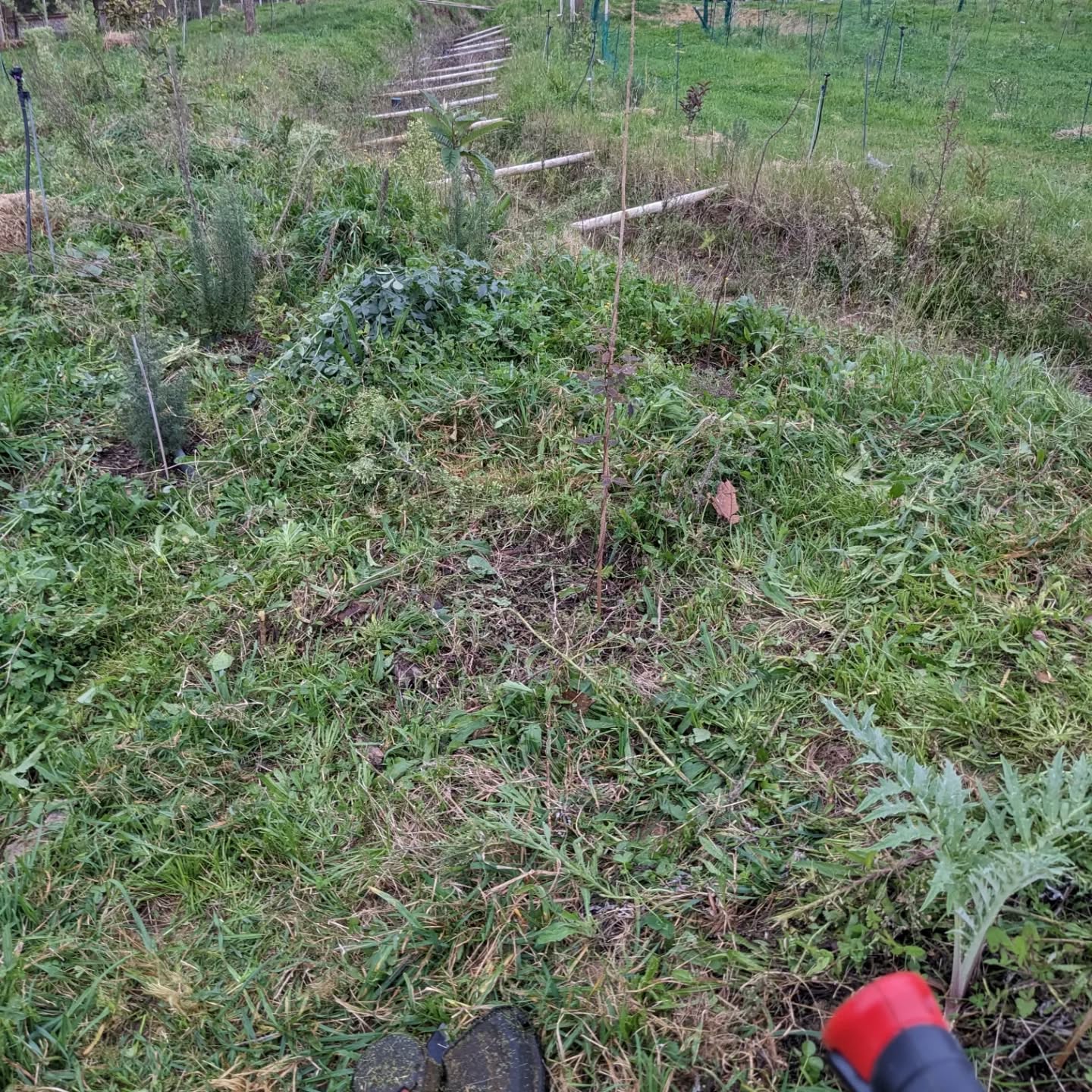 Cleaning an overgrown section of the east swale berm.