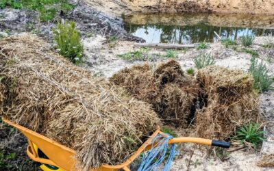 Spreading straw bakes around to use as mulch.