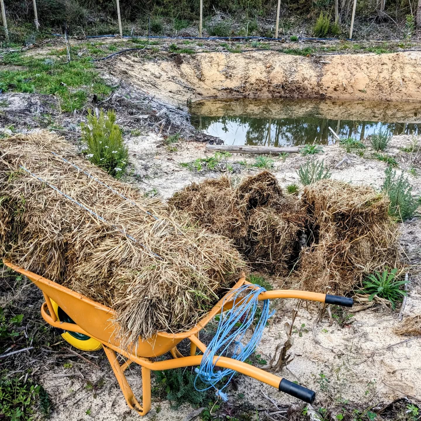 Spreading straw bakes around to use as mulch.